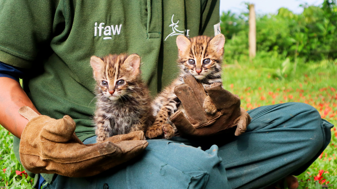 An IFAW-WTI team member sits with two rescued leopard cat cubs at Pakke Tiger Reserve
