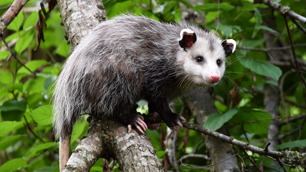 Opossum.