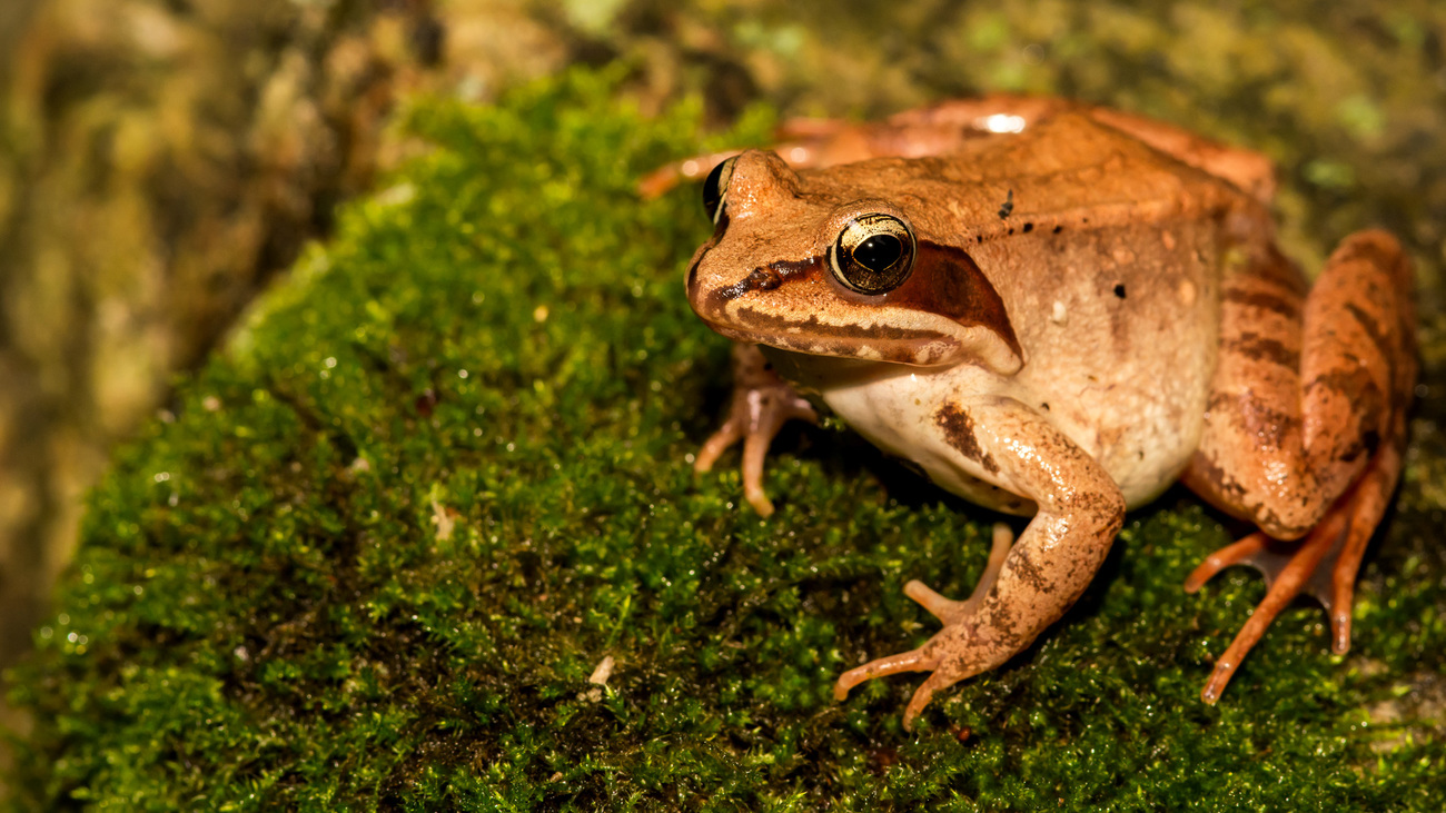 Wood Frog