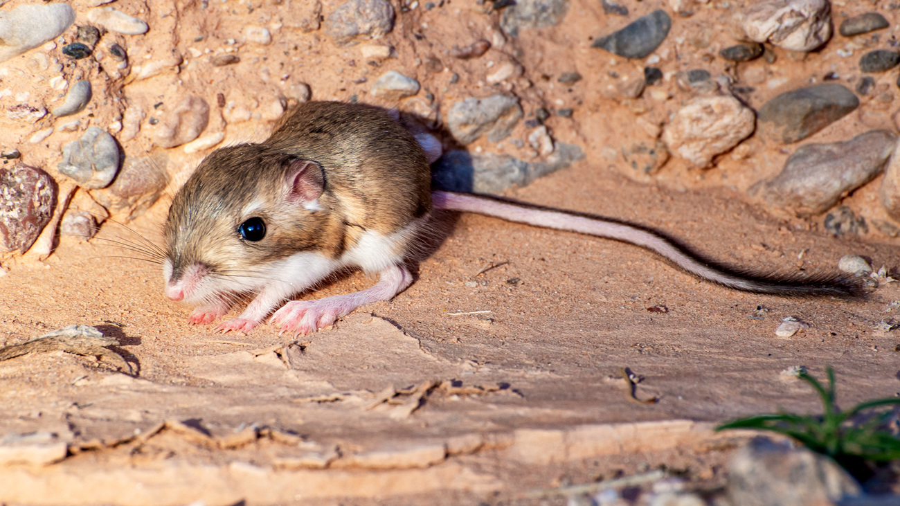 Merriam's Kangaroo Rat (Dipodomys merriami) with large rear feet for hopping.