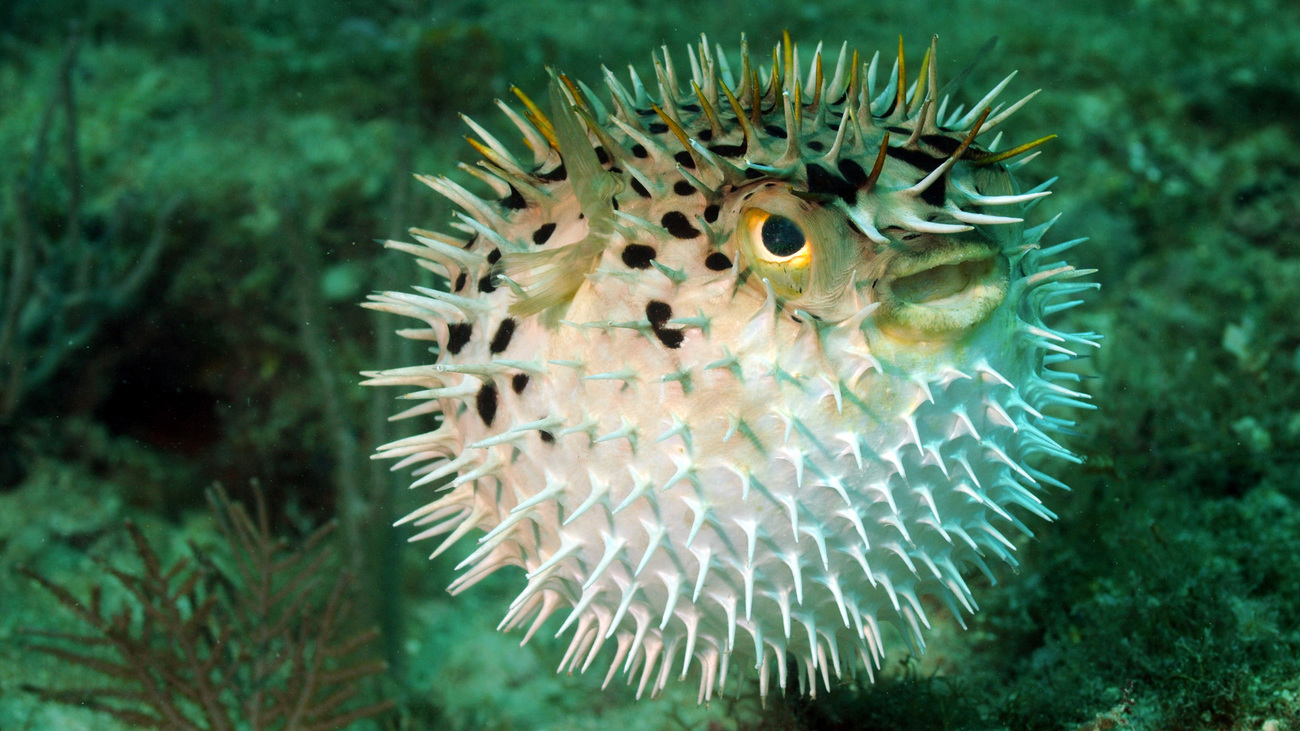 Blowfish or puffer fish underwater in ocean.