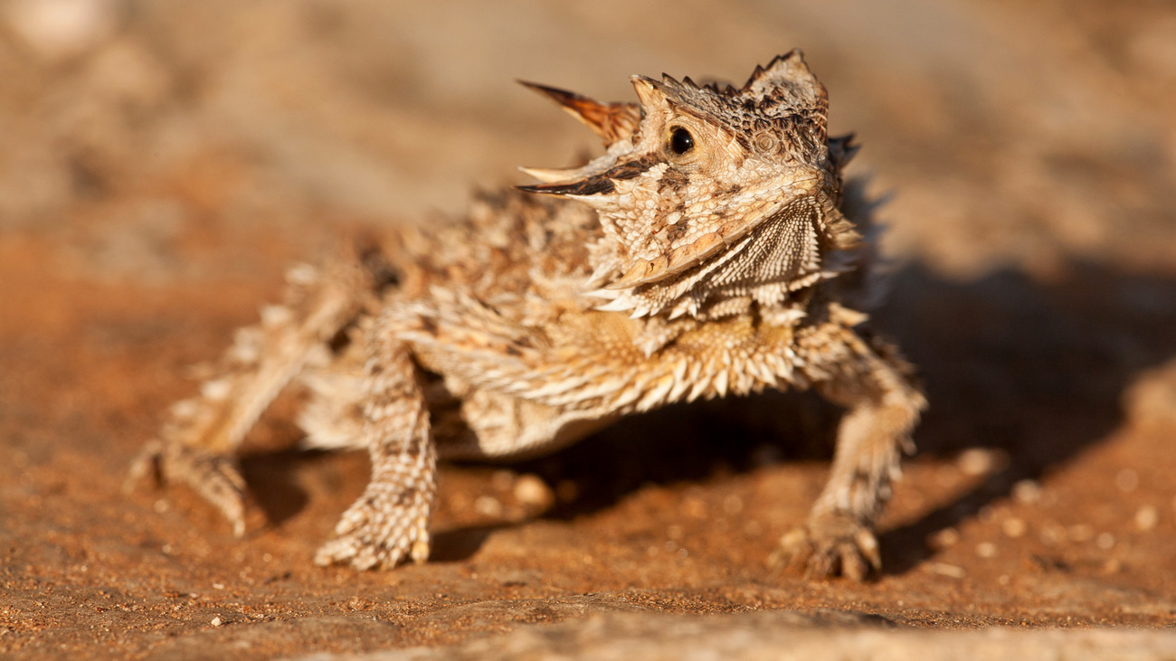 Texas horned lizard.