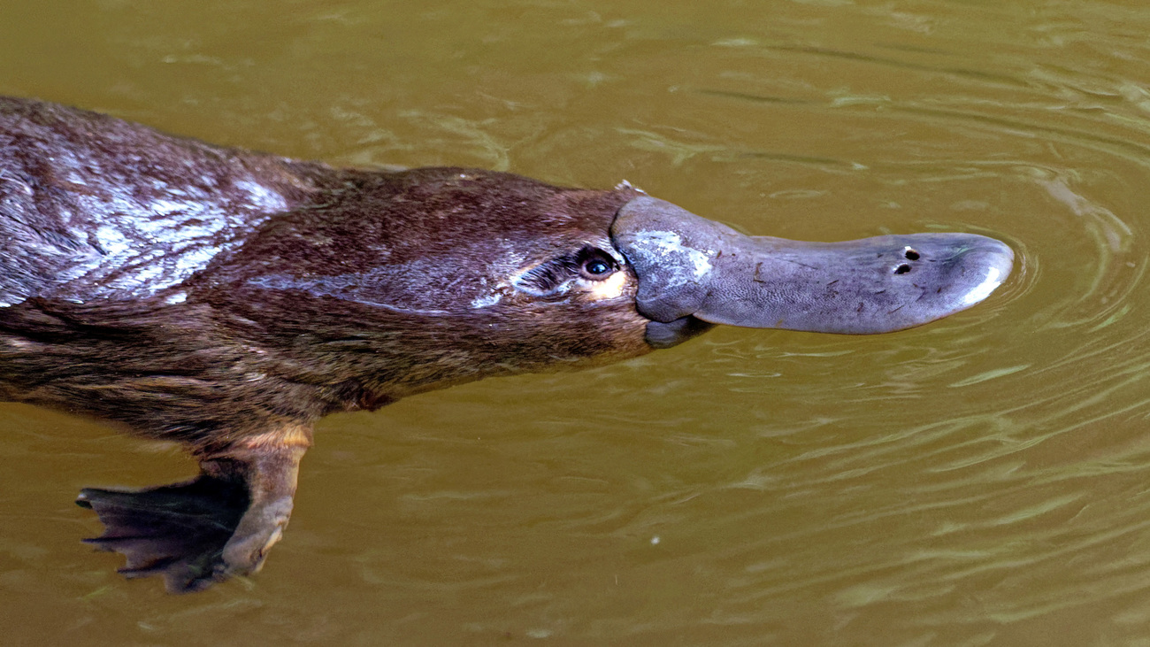 Platypus - Ornithorhynchus anatinus.