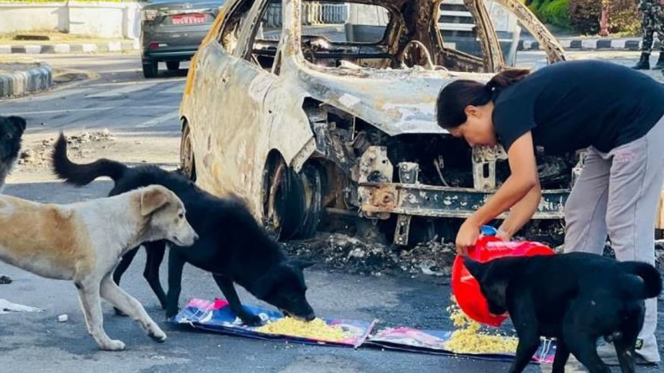 Hulpverlener van Sneha's Care geeft voeding aan honden op straat.