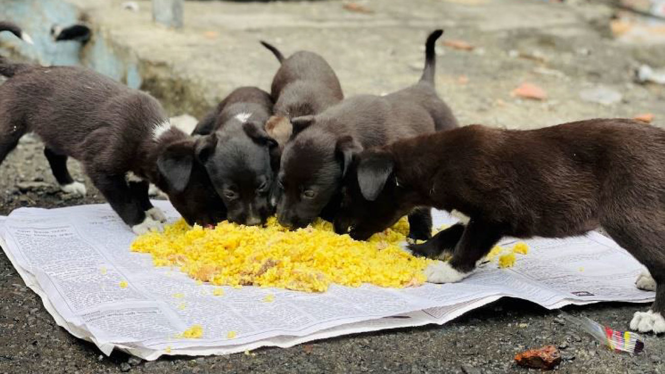 Pups krijgen voeding in gebied waar opstanden hebben plaatsgevonden.