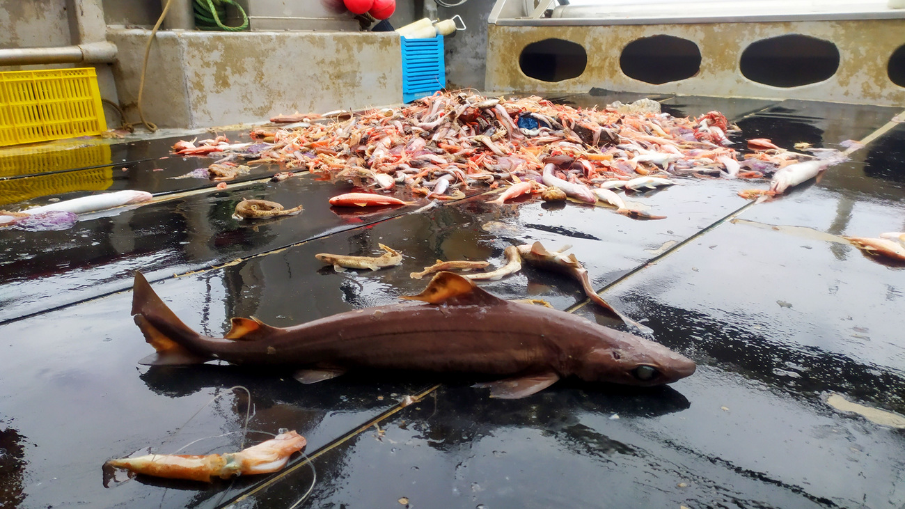 Little gulper shark (Centrophorus uyato) and the catch from a bottom trawling haul, containing small-spotted cat shark (Scyliorhinus canicula).