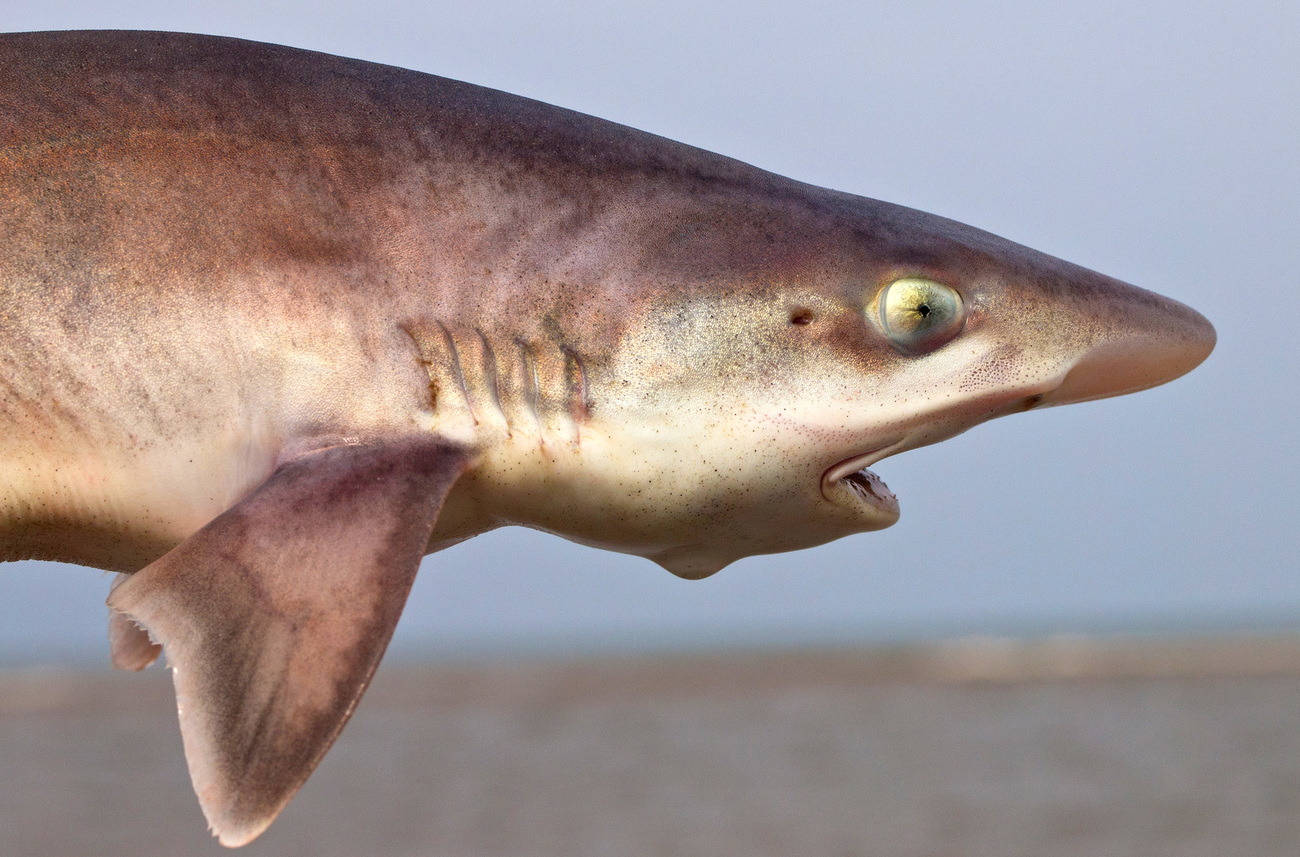 Common smooth-hound (mustelus mustelus) shark sideview.
