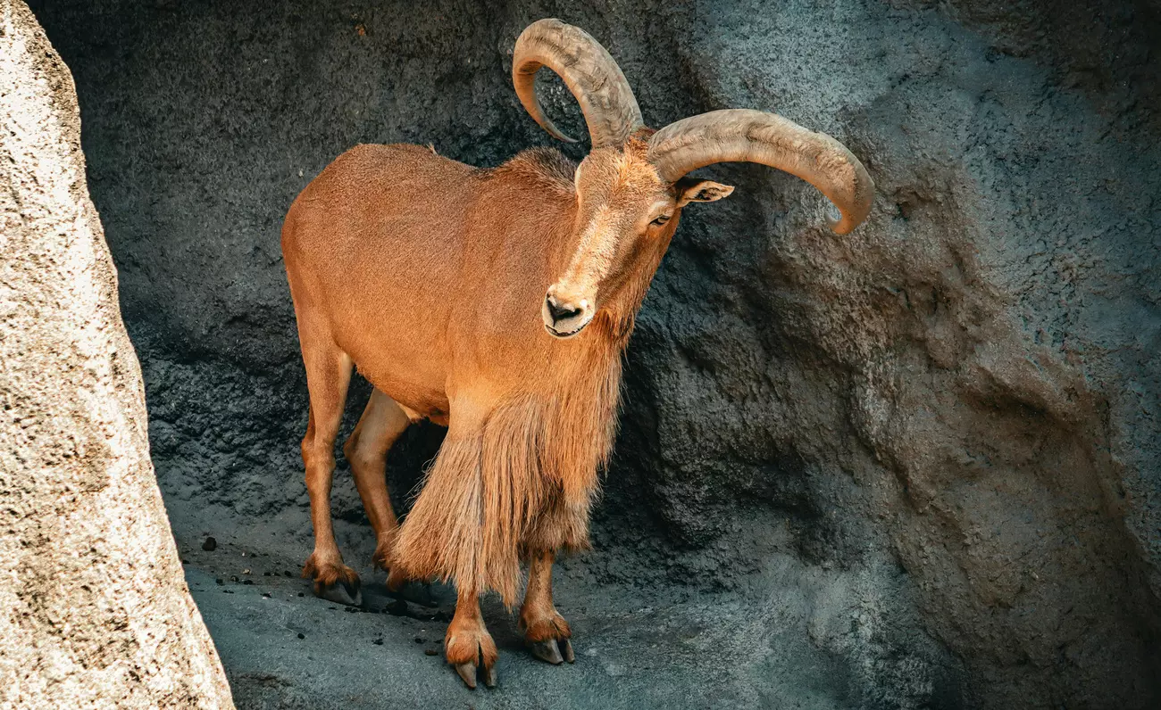 Barbary Sheep on rock formation.