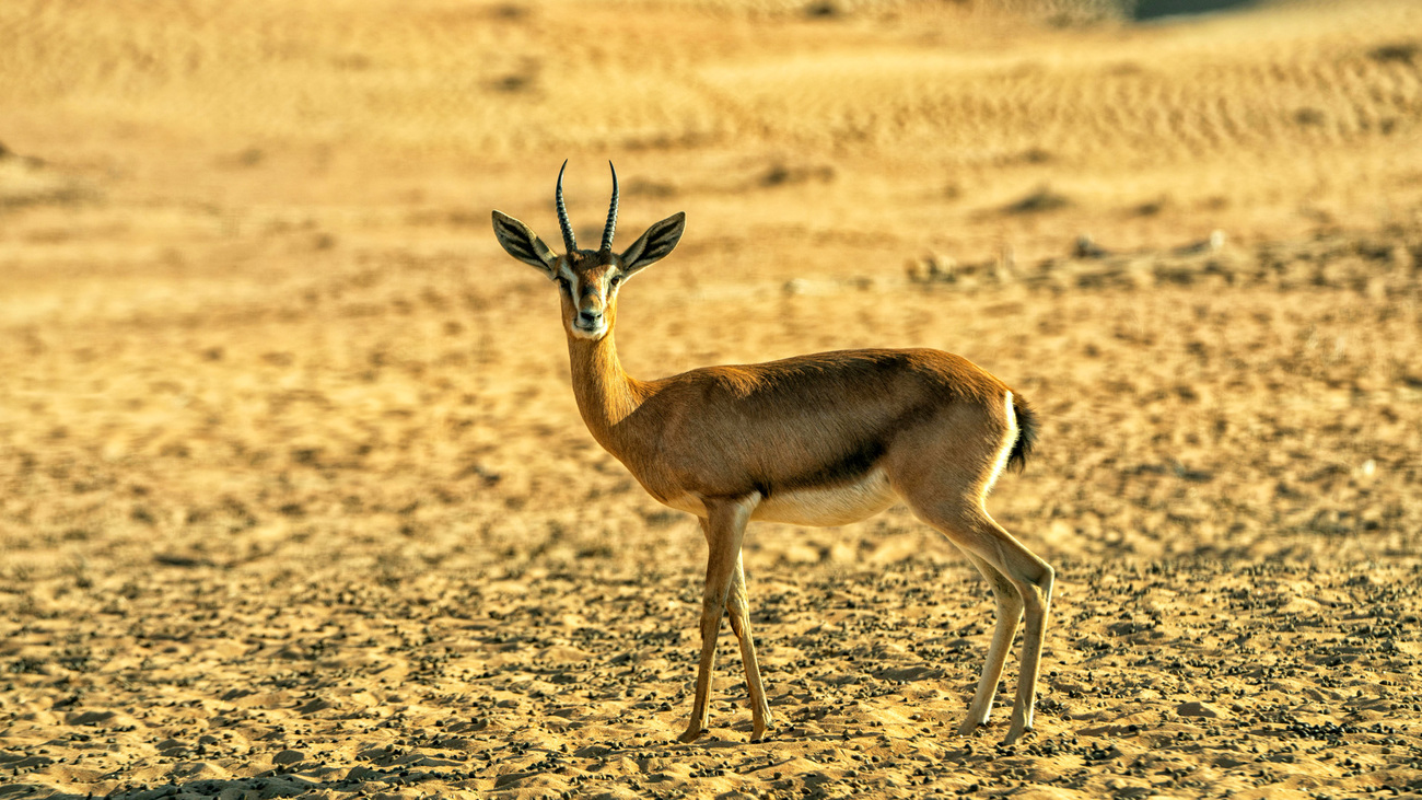 Dorcas Gazelle in Morocco.