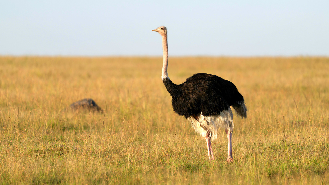 Ostrich in Kenyan Grasslands at daytime.