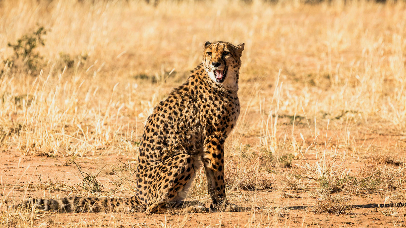 Sitting cheetah in the Savannah.