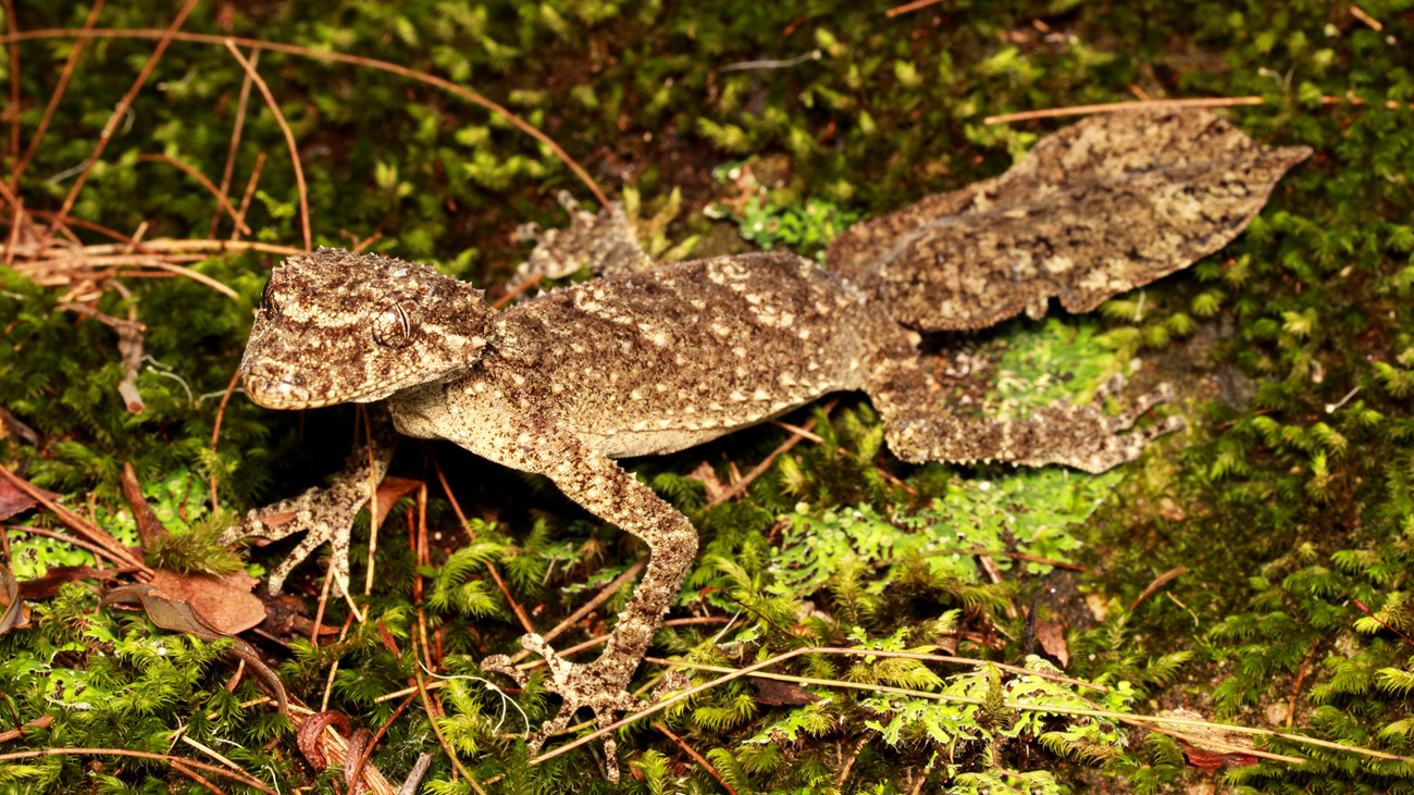 Australian leaf-tailed gecko