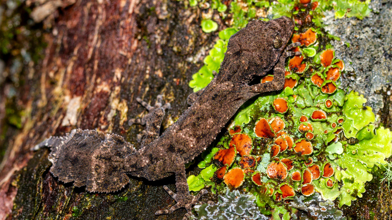 Moritz's Leaf-tailed Gecko resting on lichen.