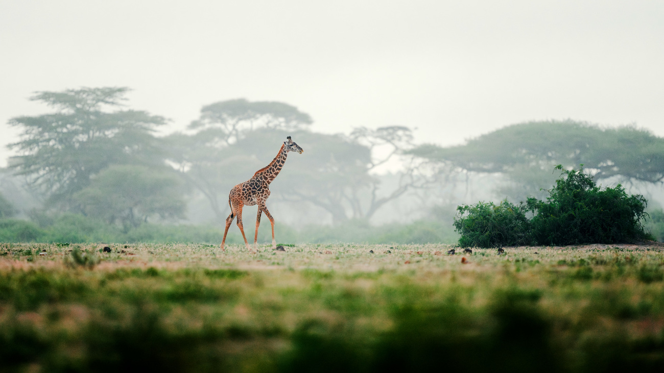 A giraffe walks in the open landscape of Amboseli National Park, Kenya.