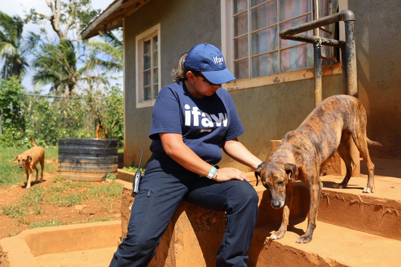 IFAW-hulpverlener met een hond bij Animal House Jamaica na orkaan Melissa.