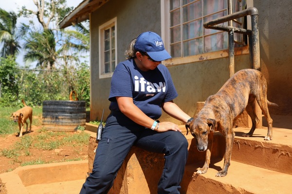 IFAW's response to Hurricane Melissa