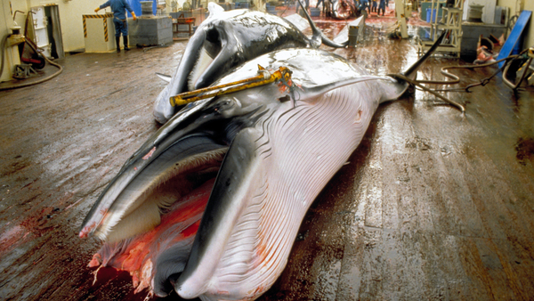 40 Jahre Walfangverbot: Wale sterben weiter