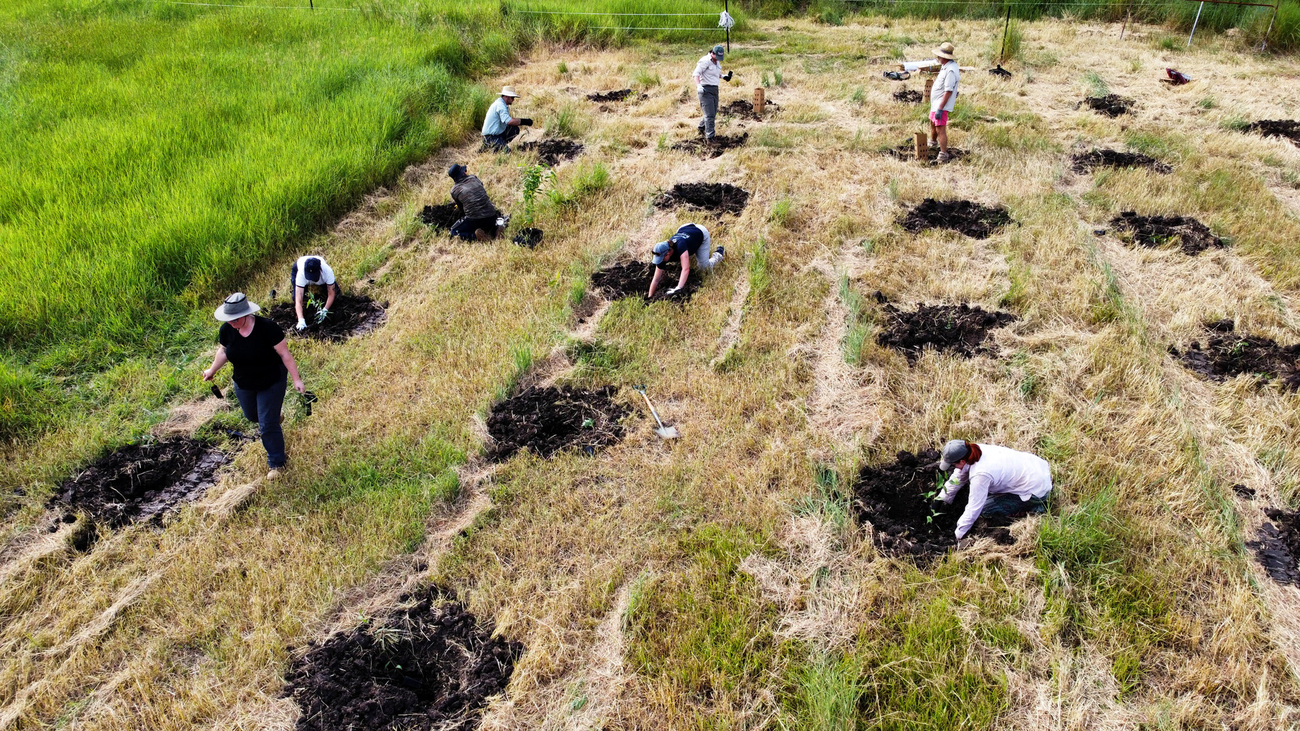One of the tree plantings as part of the GER-IFAW Koala Climate Corridors Bunya to Borders project with Lockyer Uplands Catchment Inc in Queensland’s south-east.