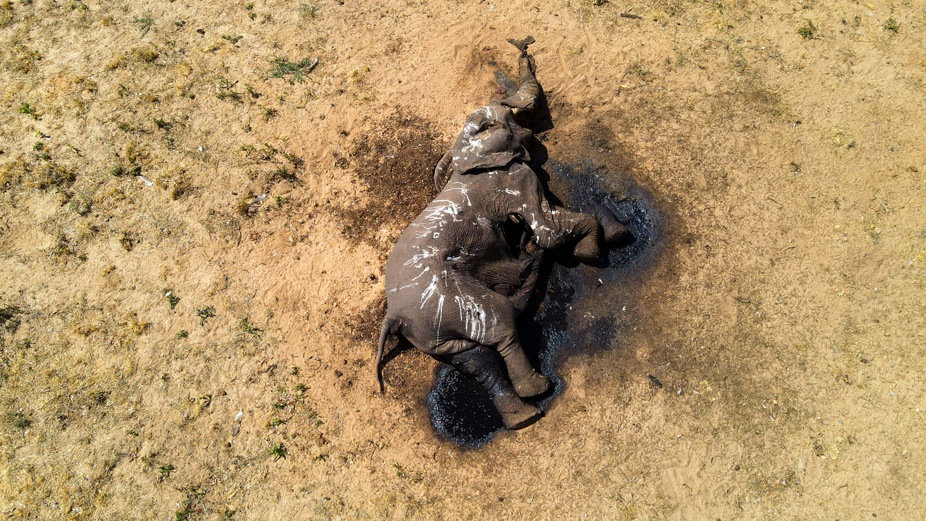 An elephant that died due to drought in Hwange National Park.