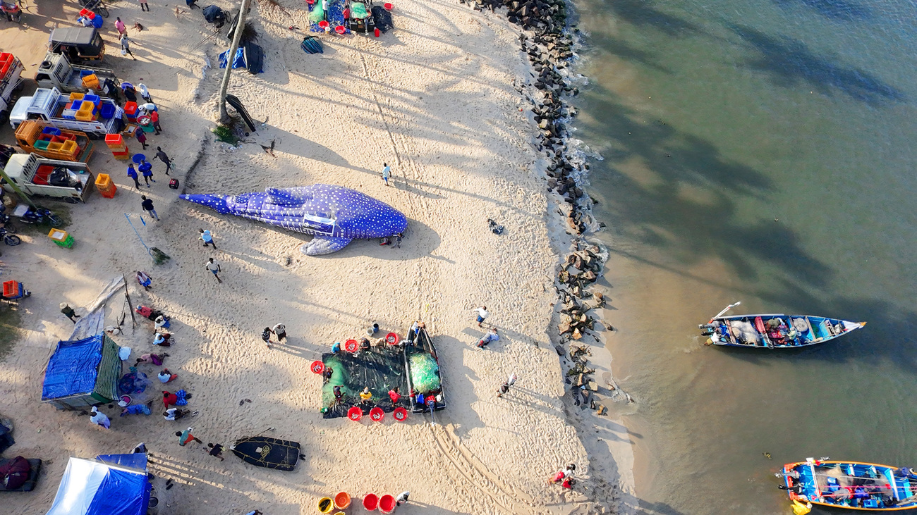 Awareness session with fishers and schoolchildren on whale shark conservation in Kerala, India