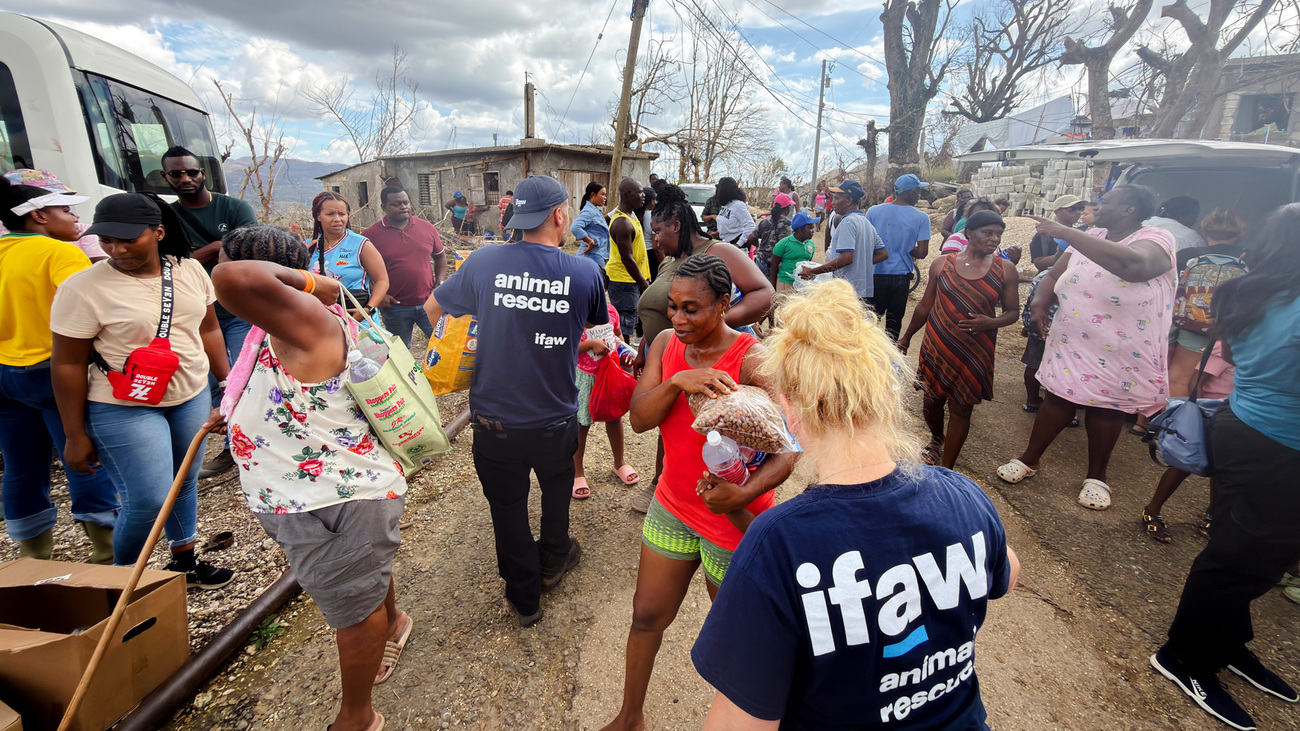 IFAW's disaster responders distribute food and supplies to the communities impacted by Hurricane Melissa in Jamaica.