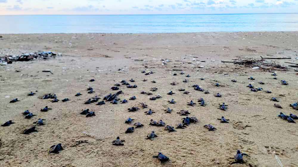 IFAW’s responder team joined Sea Turtles Jamaica for the release of critically endangered Hawksbill turtle hatchlings while in Jamaica responding to Hurricane Melissa.