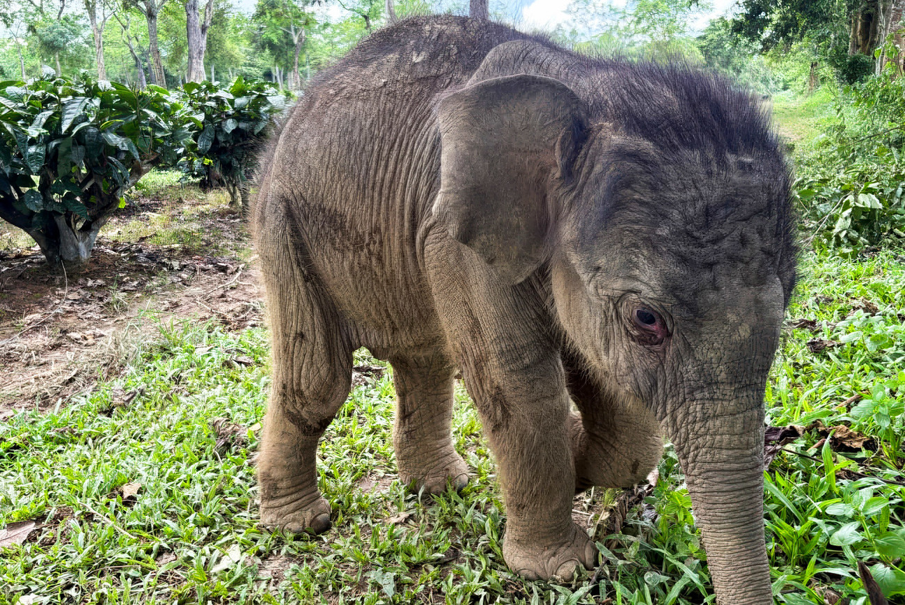 An orphaned elephant calf (Monikuntal) rescued from a tea garden ditch in Assam