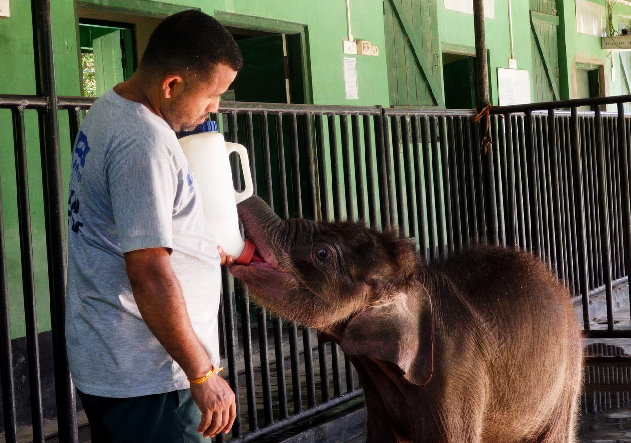 Monikuntal is now recovering under the care of the IFAW-WTI team at the Centre for Wildlife Rehabilitation and Conservation (CWRC).