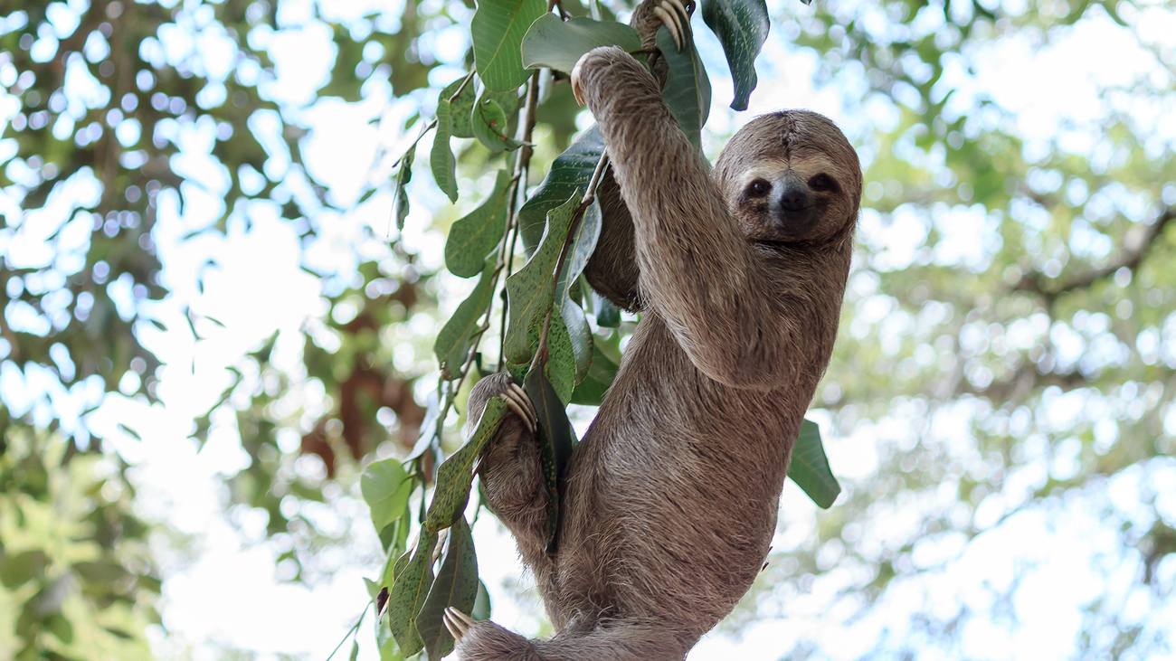 Luiaard klimt in een boom in natuurreservaat in Brazilië.