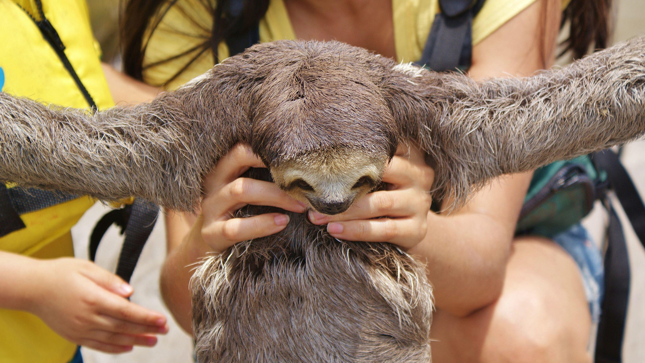 Luiaard in handen van een toerist in Amazonas, Brazilië.