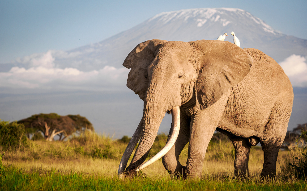 Craig, a large elephant, walking with two egrets nearby in Amboseli National Park, Kenya.