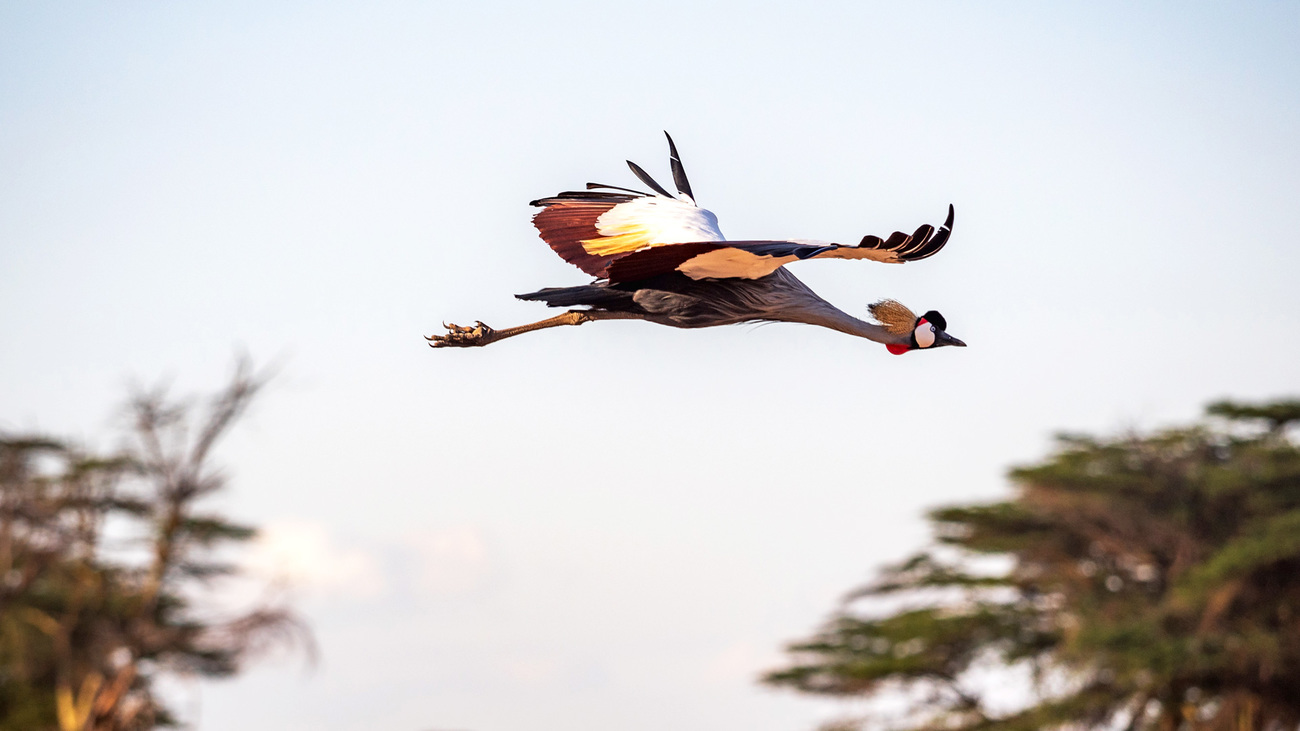 A crested crane in flight over Amboseli National Park, Kenya.