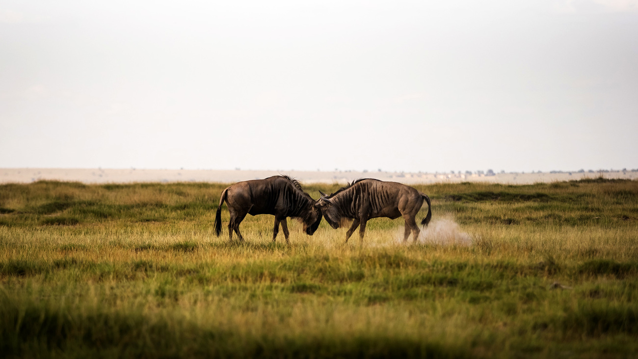 Two African buffalo press their heads together in Amboseli.