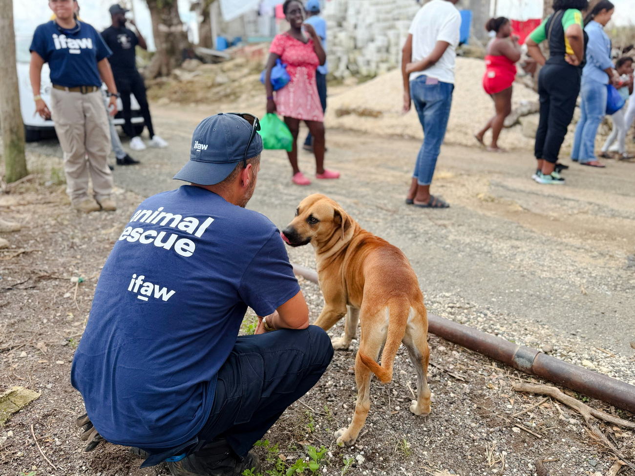IFAW's disaster responders distribute food and supplies to the communities impacted by Hurricane Melissa in Jamaica.