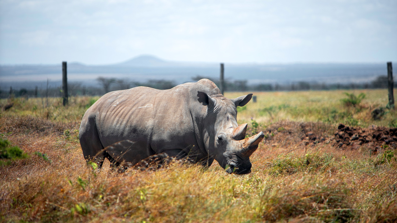 White rhino in Kenya.