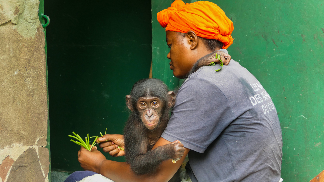 Ein Bonobo sitzt auf dem Schoß einer Frau und schaut über ihren Arm hinweg.