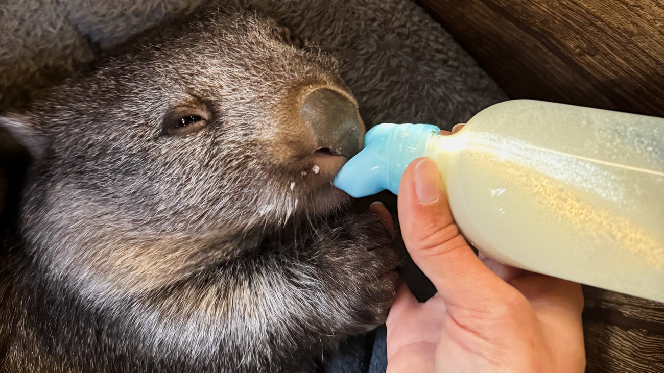 Ein junges Wombat wird auf einer warmen Decke liegend mit der Flasche gefüttert.