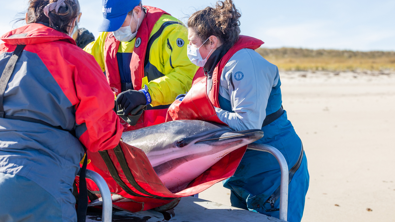 Ein Delfin auf einer Trage am Strand, umgeben von mehreren Menschen, von denen einer eine IFAW-Kappe trägt.