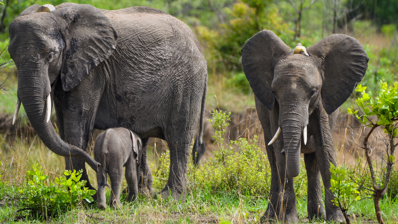 Drei Elefanten, eine erwachsene Elefantenkuh mit zwei Kälbern. Eines ist neugeboren, das andere ist ein paar Jahre alt.