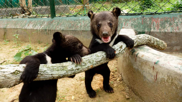 Top animal victories of 2025