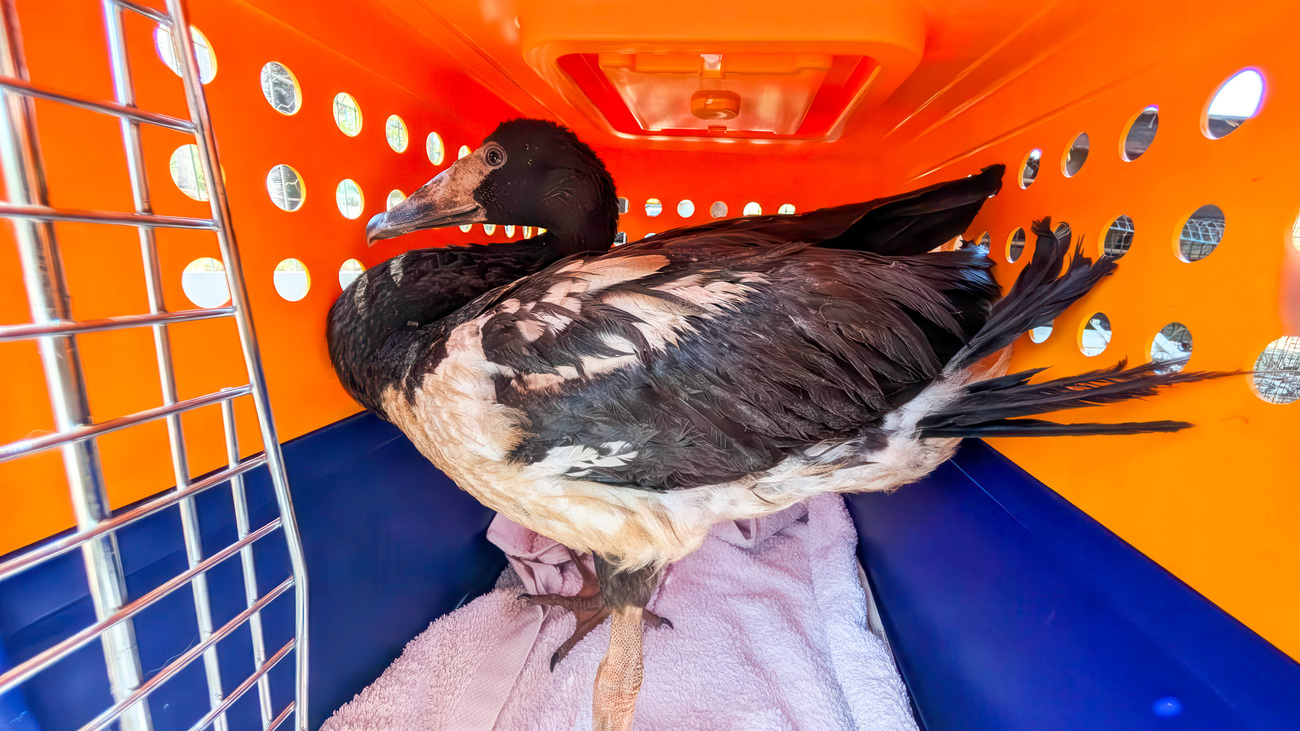 A Magpie Goose is receiving emergency care at WoollyButt Wildlife Rescue after Cyclone Fina swept through the region.