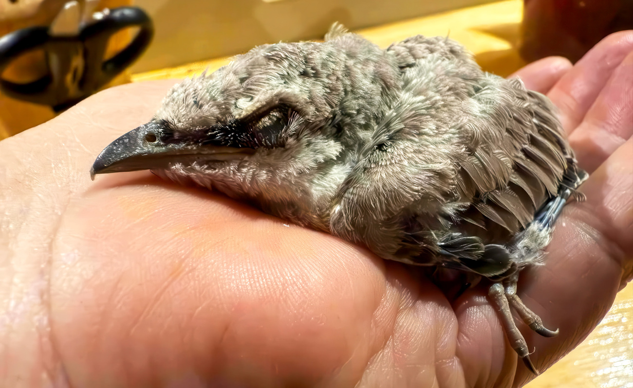 A Common Nightingale is receiving emergency care at WoollyButt Wildlife Rescue after Cyclone Fina swept through the region.