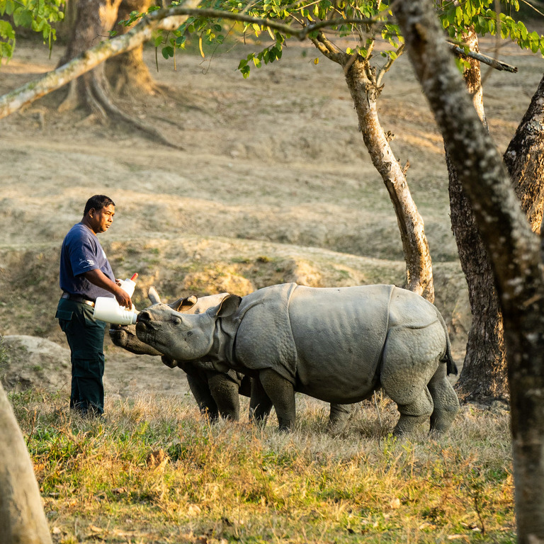 Rhino Rescue and Rehabilitation