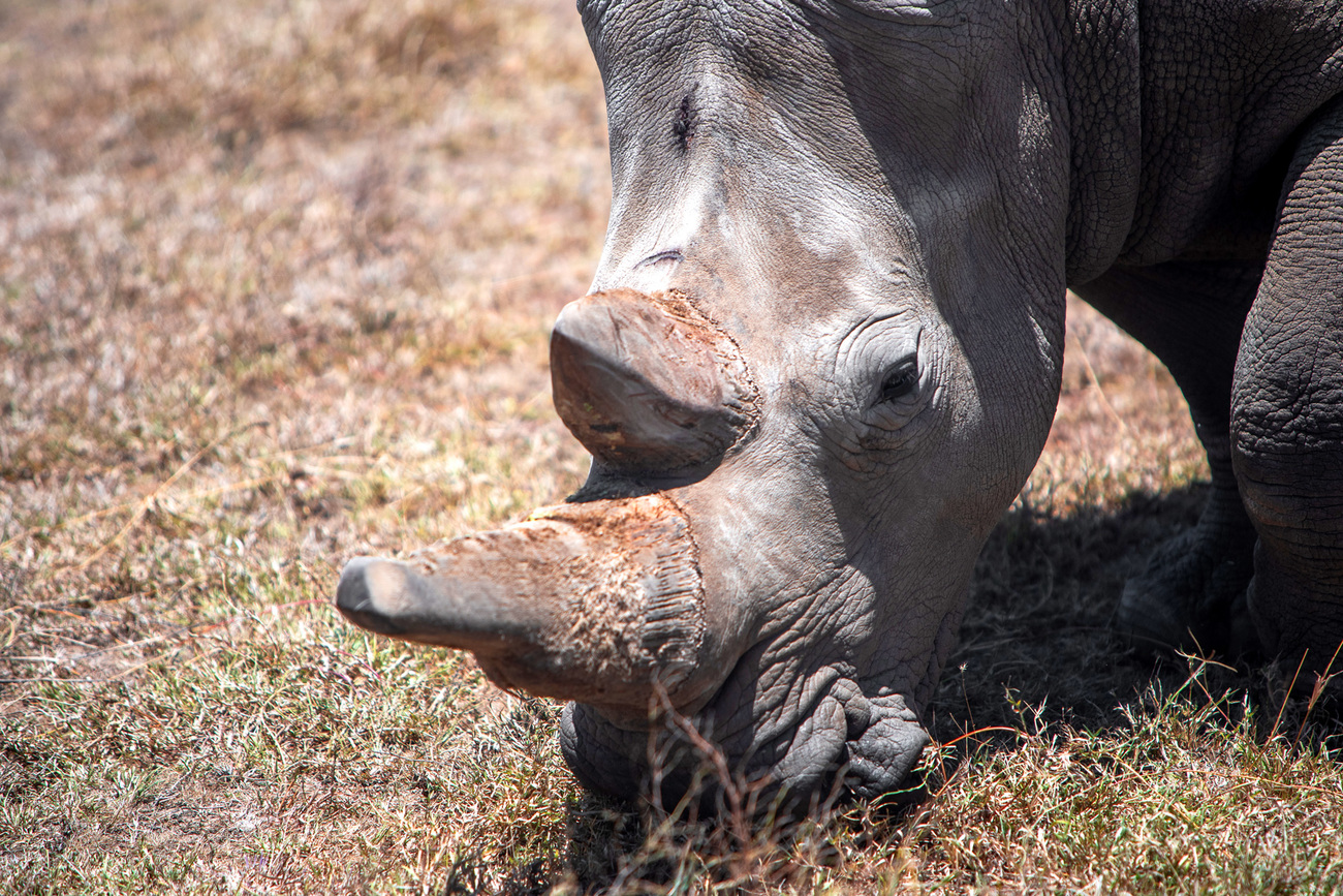 White rhino in Kenya.