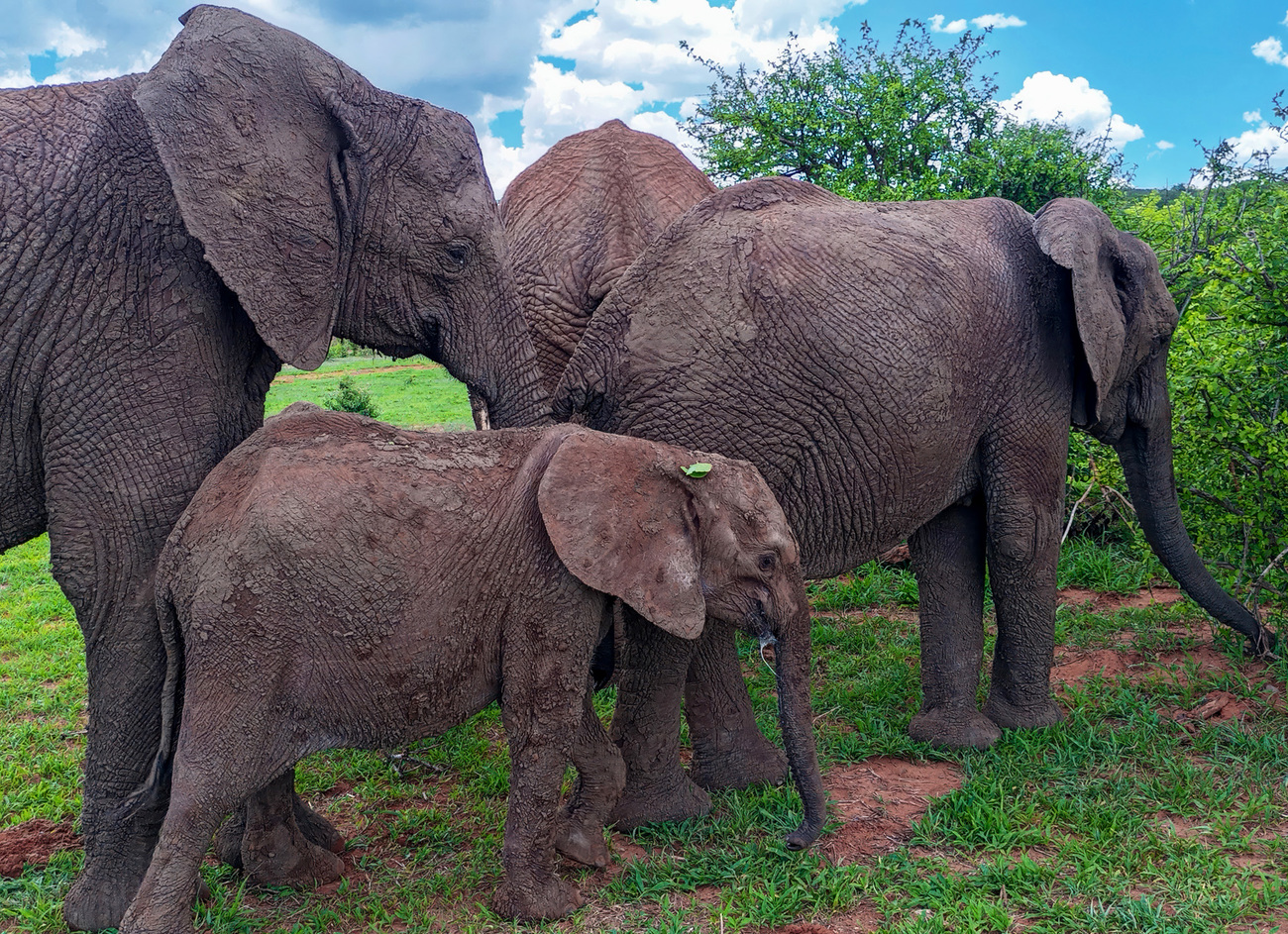 WIL-Panda Masuie’s newest rescue, an 18-month male calf, never strays from the comforting presence of the older female elephants, Nora, Annabelle and Maggie.
