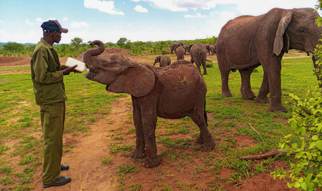 Just a few weeks after rescue, Winston has settled into his new home at Panda Masuie, peacefully enjoying a bottle feed.