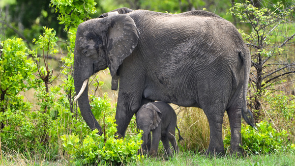 Chamilandu welcomes a wild-born elephant calf