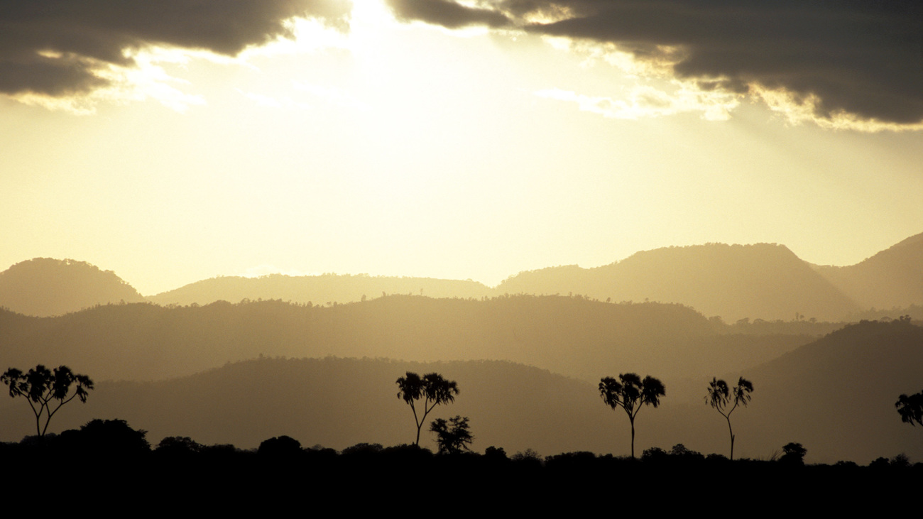 Doum palms at sunset in Meru National Park, Kenya with Nyambene Hills in the background.