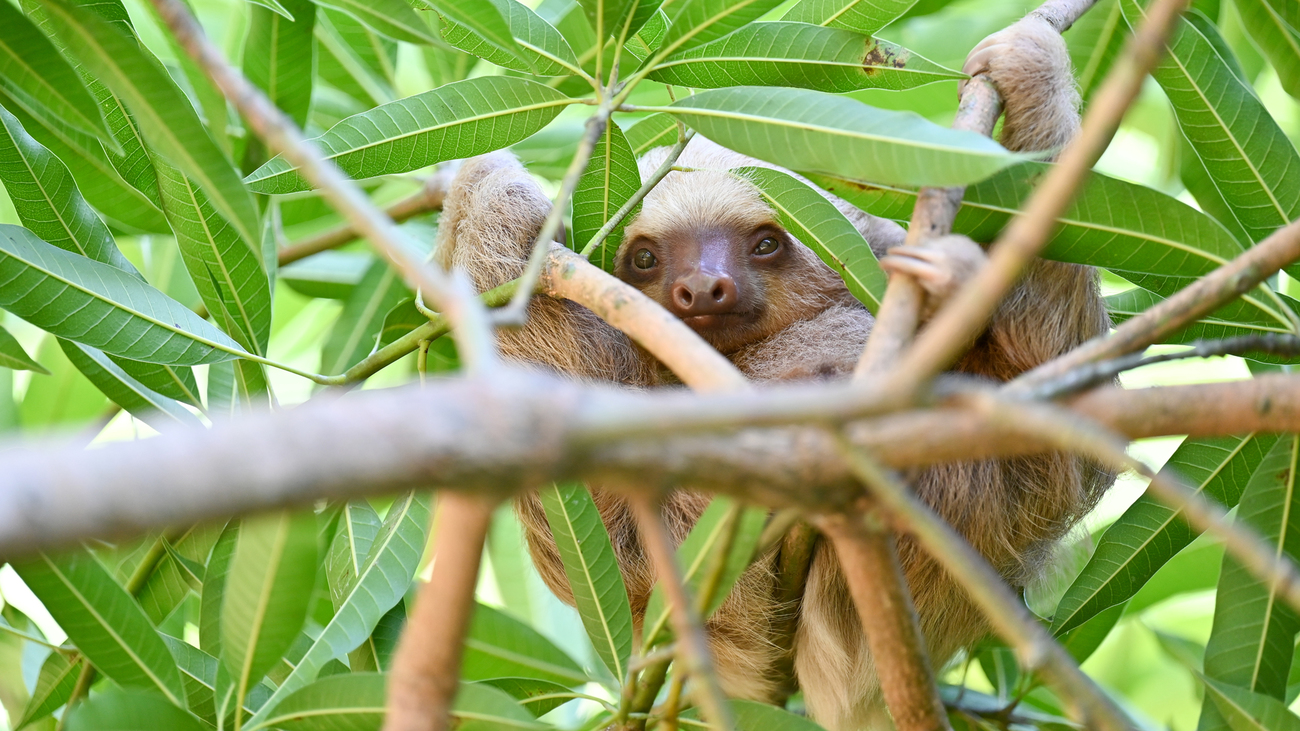 A Hoffmann’s two-toed sloth, an emblematic species impacted by habitat loss and the illegal wildlife trade.