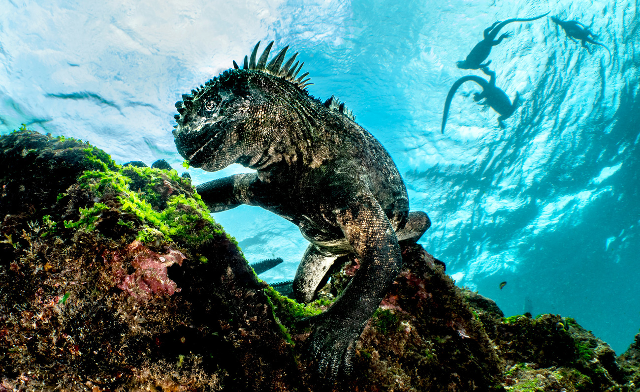 Marine iguana (Amblyrhynchus cristatus) feeding on green algae on seabed, with more iguanas on the surface behind, Cape Douglas, Fernandina Island, Galapagos Islands.